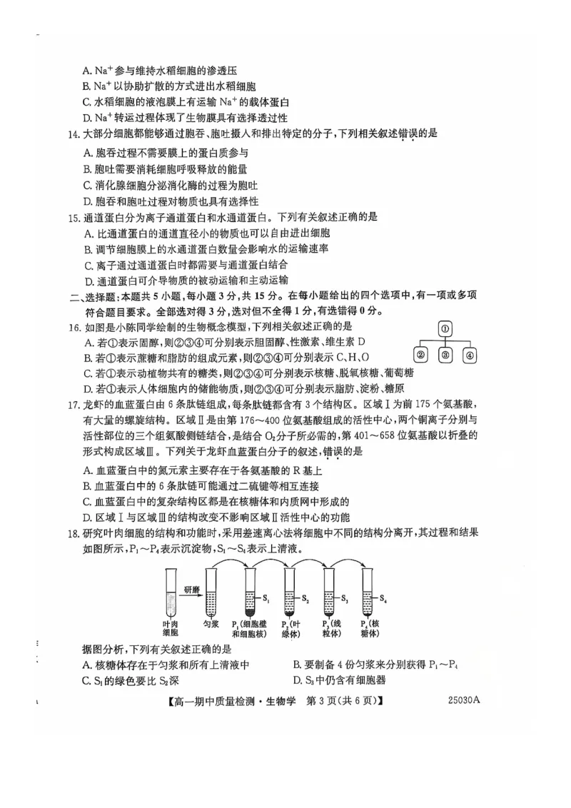 辽宁省锦州市某校2024-2025学年高一上学期期中质量检测生物试卷_2024年12月试卷_1202辽宁省锦州市某校2024-2025学年高一上学期期中质量检测