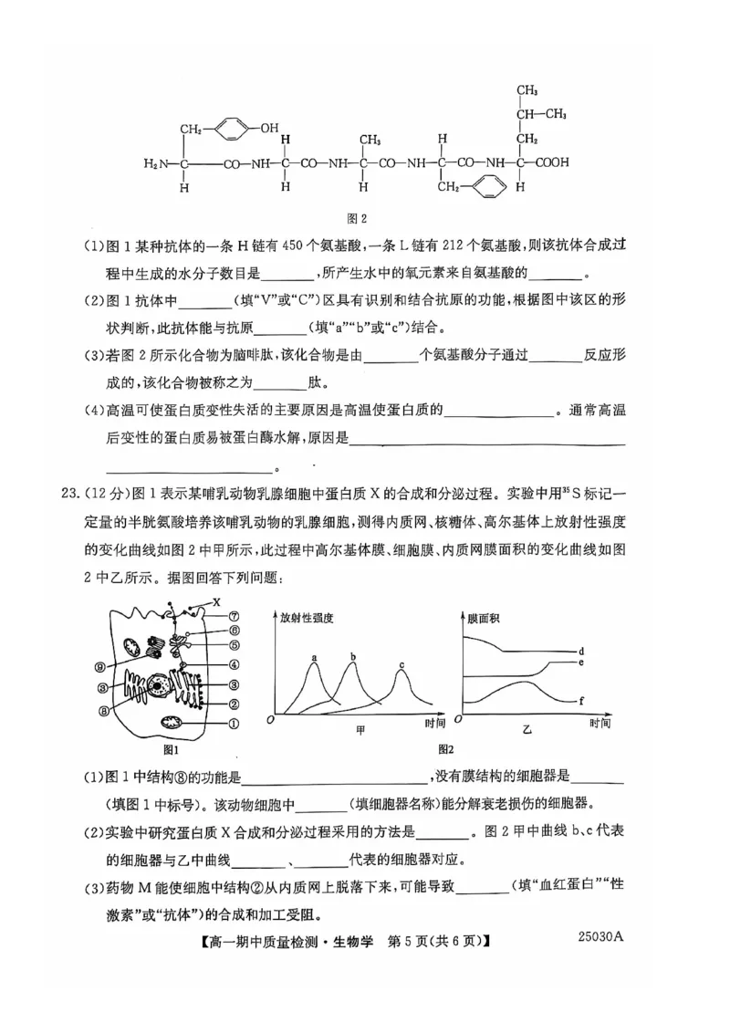 辽宁省锦州市某校2024-2025学年高一上学期期中质量检测生物试卷_2024年12月试卷_1202辽宁省锦州市某校2024-2025学年高一上学期期中质量检测
