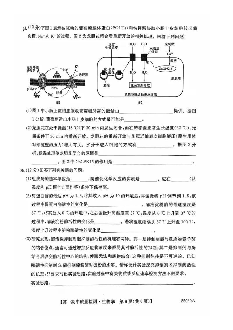 辽宁省锦州市某校2024-2025学年高一上学期期中质量检测生物试卷_2024年12月试卷_1202辽宁省锦州市某校2024-2025学年高一上学期期中质量检测