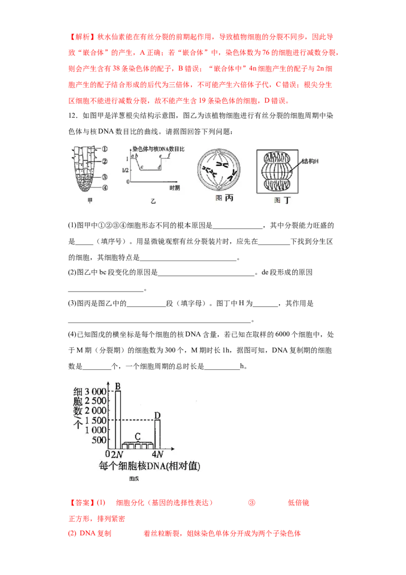 课时11有丝分裂及染色体、核DNA等含量变化分析-2023年高考生物一轮复习小题多维练（解析版）_通用版（老高考）复习资料_2023年复习资料_一轮复习
