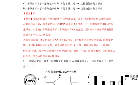 课时11有丝分裂及染色体、核DNA等含量变化分析-2023年高考生物一轮复习小题多维练（解析版）_通用版（老高考）复习资料_2023年复习资料_一轮复习