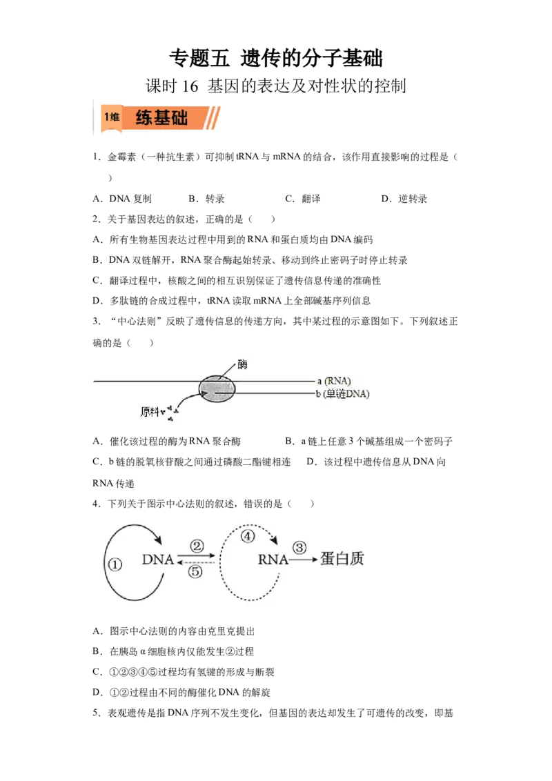 课时16基因的表达及对性状的控制-2023年高考生物一轮复习小题多维练（原卷版）_通用版（老高考）复习资料_2023年复习资料_一轮复习_2023年高考生物一轮复习小题多维练（全国通用）