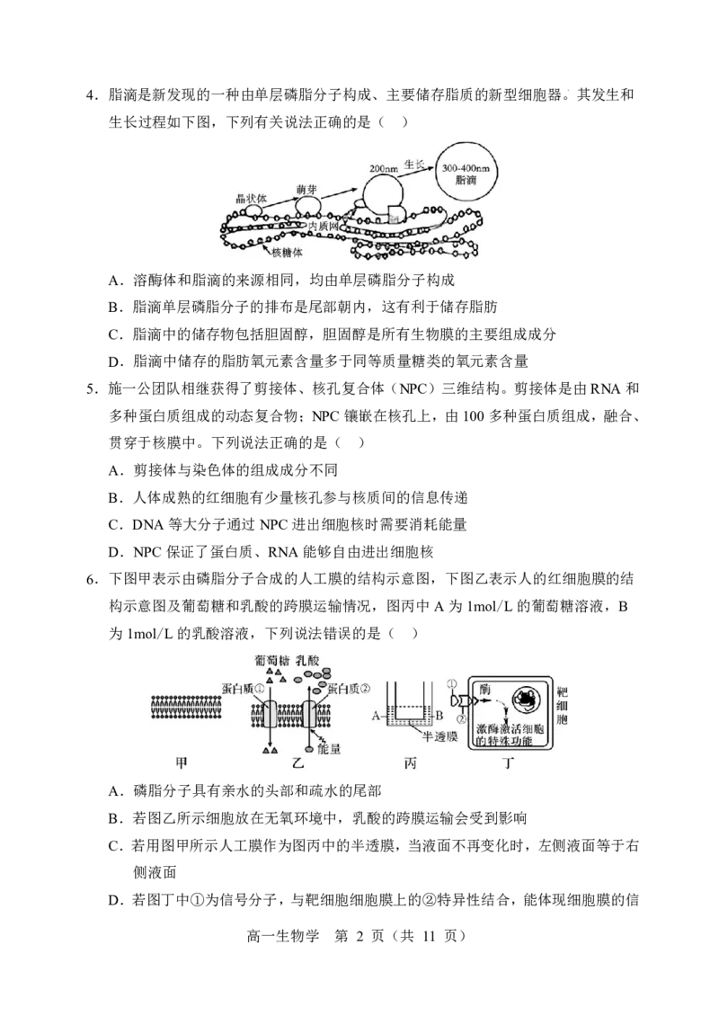辽宁省重点高中沈阳市郊联体2025-2026学年高一上学期期末生物试卷含答案_2026年02月高一试卷_260201辽宁省重点高中沈阳市郊联体2025-2026学年高一上学期期末（全）