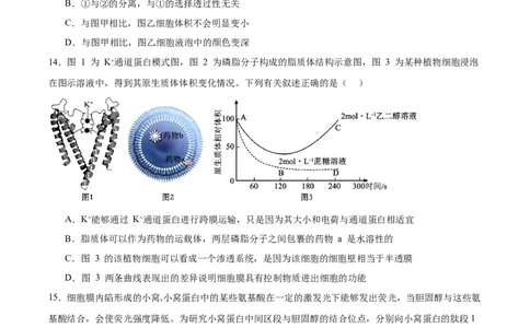 辽宁省大连市滨城高中联盟2025-2026学年高一上学期期中考试生物试卷（含答案）_2025年12月高一试卷_251206辽宁省大连市滨城高中联盟2025-2026学年高一上学期期中考试（全）
