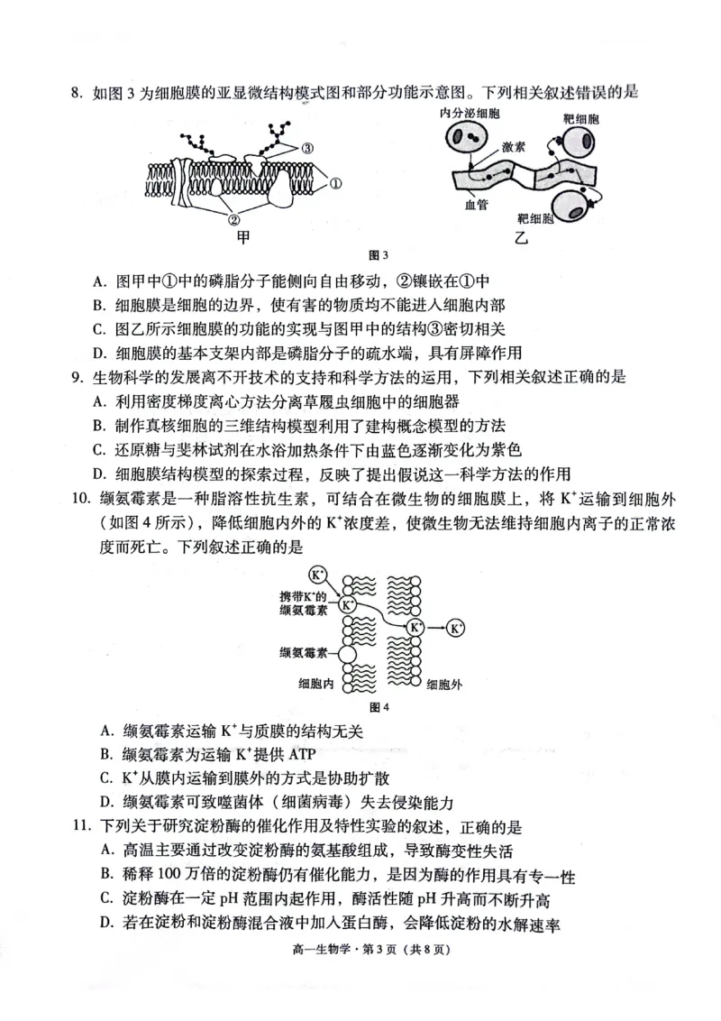 贵阳市2027届高一年级联合考试（二）生物_2024年12月试卷_1212贵州省贵阳市2024-2025学年高一上学期12月联考试题_贵州省贵阳市2024-2025学年高一上学期12月月考生物试题PDF版含答案
