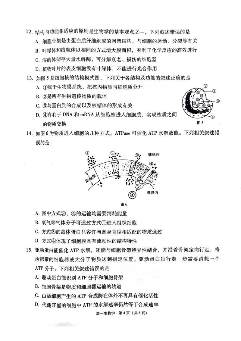 贵阳市2027届高一年级联合考试（二）生物_2024年12月试卷_1212贵州省贵阳市2024-2025学年高一上学期12月联考试题_贵州省贵阳市2024-2025学年高一上学期12月月考生物试题PDF版含答案