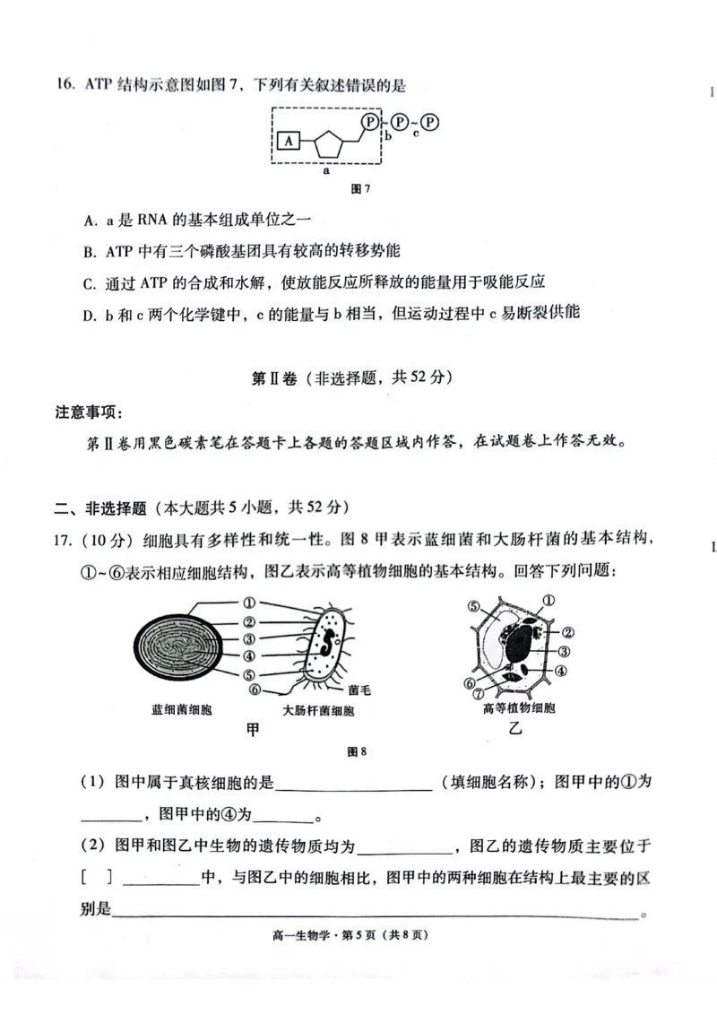 贵阳市2027届高一年级联合考试（二）生物_2024年12月试卷_1212贵州省贵阳市2024-2025学年高一上学期12月联考试题_贵州省贵阳市2024-2025学年高一上学期12月月考生物试题PDF版含答案