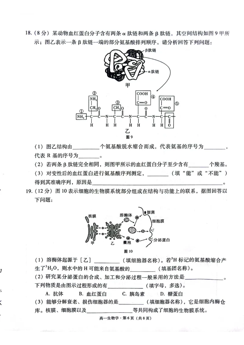 贵阳市2027届高一年级联合考试（二）生物_2024年12月试卷_1212贵州省贵阳市2024-2025学年高一上学期12月联考试题_贵州省贵阳市2024-2025学年高一上学期12月月考生物试题PDF版含答案