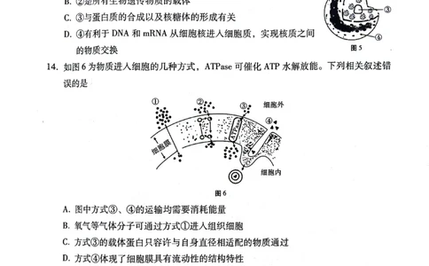 贵阳市2027届高一年级联合考试（二）生物_2024年12月试卷_1212贵州省贵阳市2024-2025学年高一上学期12月联考试题_贵州省贵阳市2024-2025学年高一上学期12月月考生物试题PDF版含答案