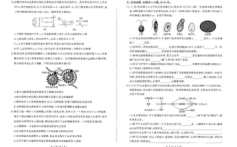 辽宁省点石联考2025-2026学年高一上学期11月期中生物试题含答案_2025年11月高一试卷_251114辽宁省点石联考2025-2026学年高一上学期11月期中考试（全）