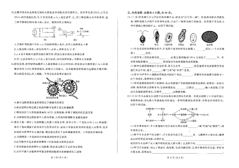 辽宁省点石联考2025-2026学年高一上学期11月期中生物试题含答案_2025年11月高一试卷_251114辽宁省点石联考2025-2026学年高一上学期11月期中考试（全）