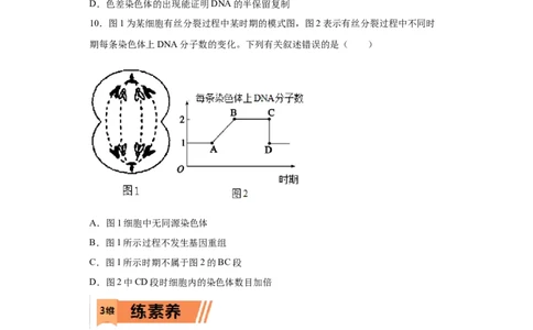 课时11有丝分裂及染色体、核DNA等含量变化分析-2023年高考生物一轮复习小题多维练（原卷版）_通用版（老高考）复习资料_2023年复习资料_一轮复习