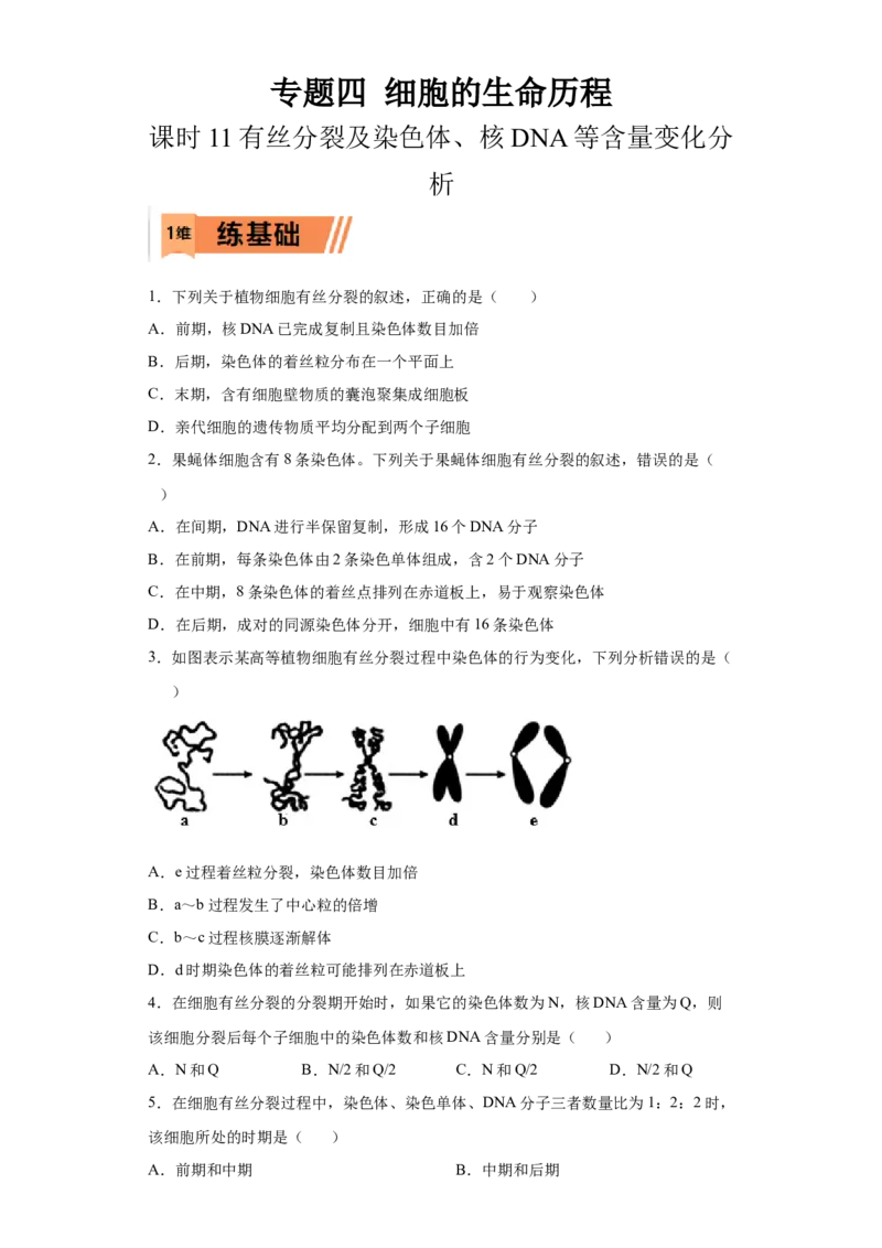 课时11有丝分裂及染色体、核DNA等含量变化分析-2023年高考生物一轮复习小题多维练（原卷版）_通用版（老高考）复习资料_2023年复习资料_一轮复习