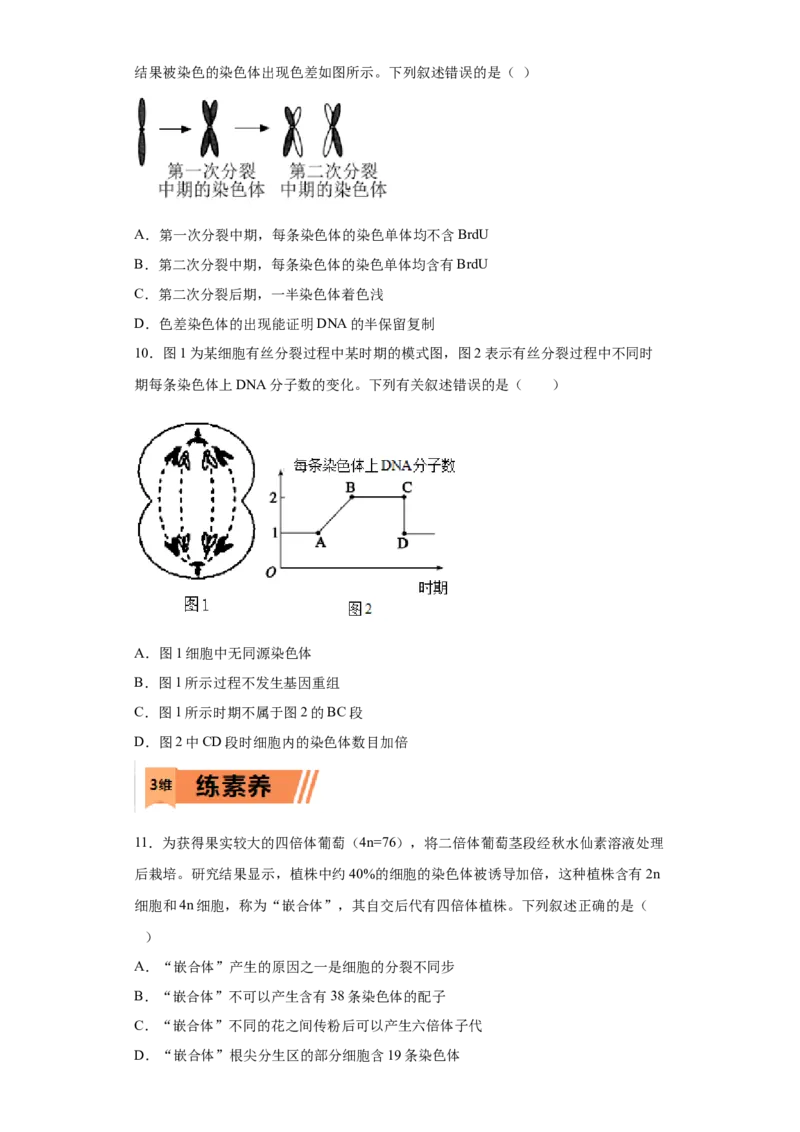 课时11有丝分裂及染色体、核DNA等含量变化分析-2023年高考生物一轮复习小题多维练（原卷版）_通用版（老高考）复习资料_2023年复习资料_一轮复习