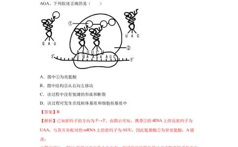 课时16基因的表达及对性状的控制-2023年高考生物一轮复习小题多维练（解析版）_通用版（老高考）复习资料_2023年复习资料_一轮复习_2023年高考生物一轮复习小题多维练（全国通用）