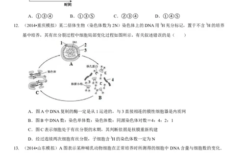 题型8细胞生命历程的易错辨析（题型集训）（原卷版）_新高考复习资料_2023年新高考复习资料_二轮复习_技巧点拨备战2023年高考生物二轮题型复习讲解286731240