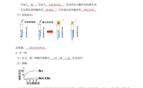 题型4与酶相关的实验设计与分析（核心知识）（解析版）_新高考复习资料_2023年新高考复习资料_二轮复习_技巧点拨备战2023年高考生物二轮题型复习讲解286731240