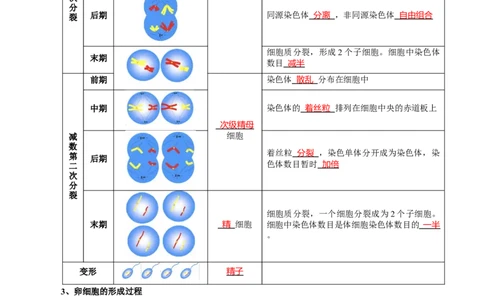 题型10减数分裂，解减数分裂疑难问题（核心知识）（解析版）_新高考复习资料_2023年新高考复习资料_二轮复习_技巧点拨备战2023年高考生物二轮题型复习讲解286731240