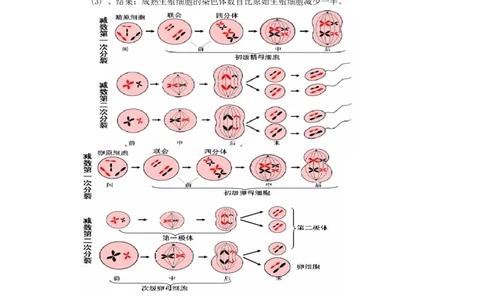 重难点09减数分裂与伴性遗传（原卷版）_通用版（老高考）复习资料_2023年复习资料_专项复习_2023年高考生物热点&middot;重点&middot;难点专练（全国通用）