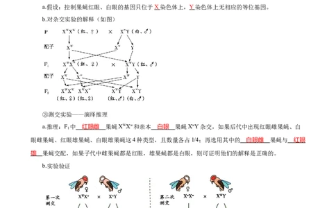 题型14基因定位（知识点归纳）（解析版）_新高考复习资料_2023年新高考复习资料_二轮复习_技巧点拨备战2023年高考生物二轮题型复习讲解286731240