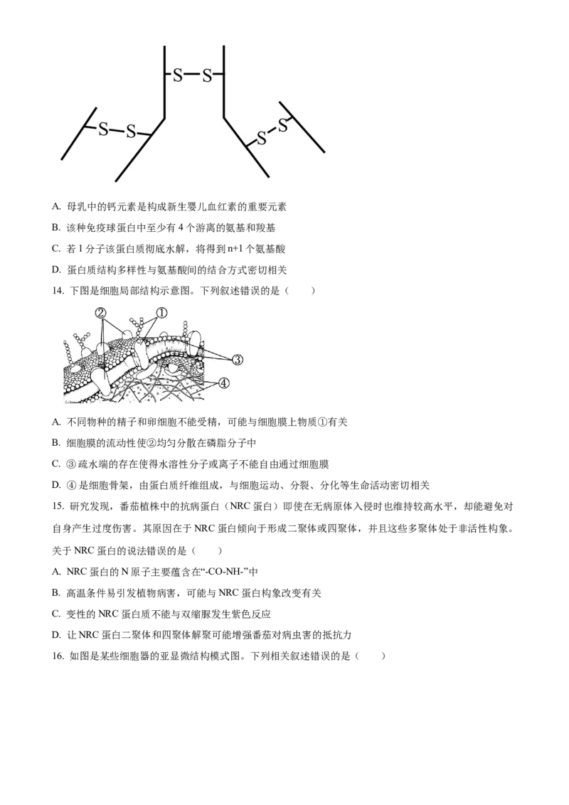 重庆市主城区七校联考2024-2025学年高一上学期期末考试生物试题Word版无答案_2025年03月试卷_0313重庆市主城区七校联考2024-2025学年高一上学期期末考试