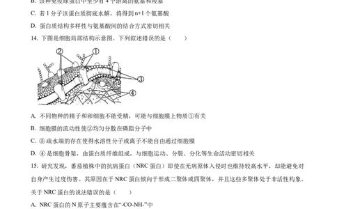重庆市主城区七校联考2024-2025学年高一上学期期末考试生物试题Word版无答案_2025年03月试卷_0313重庆市主城区七校联考2024-2025学年高一上学期期末考试