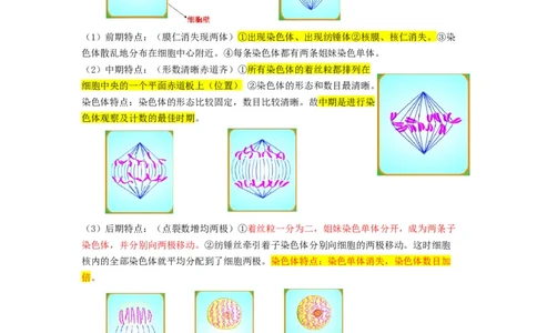 重难点07细胞的生命历程（原卷版）_通用版（老高考）复习资料_2023年复习资料_专项复习_2023年高考生物热点&middot;重点&middot;难点专练（全国通用）
