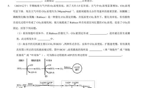 题型6从物质与能量视角探索光合作用（题型归纳）（原卷版）_新高考复习资料_2023年新高考复习资料_二轮复习_技巧点拨备战2023年高考生物二轮题型复习讲解286731240