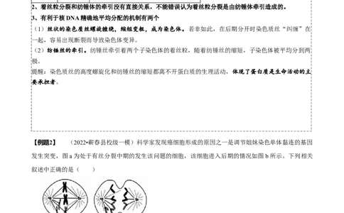 题型8细胞生命历程的易错辨析（题型归纳）（原卷版）_新高考复习资料_2023年新高考复习资料_二轮复习_技巧点拨备战2023年高考生物二轮题型复习讲解286731240