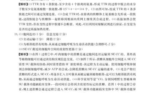 金太阳&middot;江西省2025一2026学年高一年级上学期学科期末素养训练生物学答案_2026年02月高一试卷_260210金太阳&middot;江西省2025一2026学年高一年级上学期学科期末素养训练（26-237A）（全）