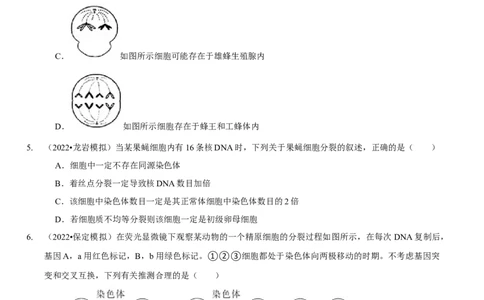 题型10构建模型，解减数分裂疑难问题（题型集训）（原卷版）_新高考复习资料_2023年新高考复习资料_二轮复习_技巧点拨备战2023年高考生物二轮题型复习讲解286731240