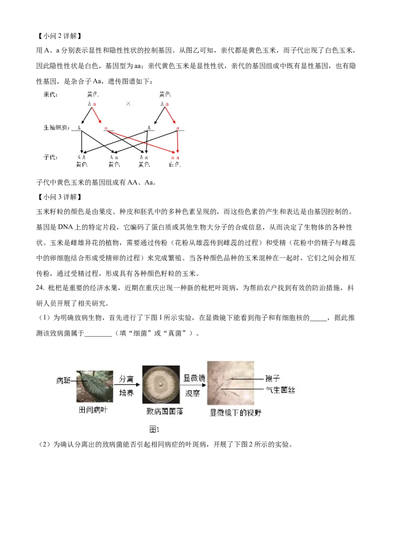 精品解析：2024年重庆市中考生物试题（解析版）_new_6生物中考复习_2025中考复习资料_中考真题（近三年）_2024年生物中考真题