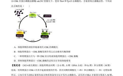 题型9与细胞周期有关的实验分析（题型归纳）（原卷版）_新高考复习资料_2023年新高考复习资料_二轮复习_技巧点拨备战2023年高考生物二轮题型复习讲解286731240