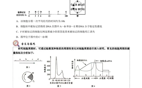 题型9与细胞周期有关的实验分析（题型归纳）（原卷版）_新高考复习资料_2023年新高考复习资料_二轮复习_技巧点拨备战2023年高考生物二轮题型复习讲解286731240