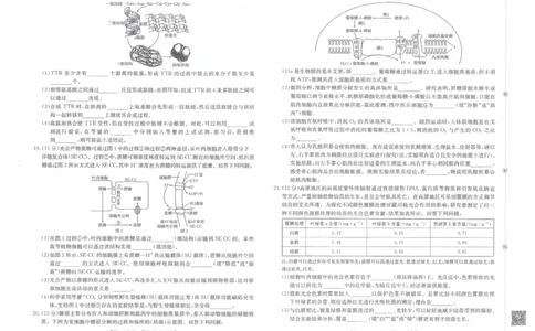 金太阳&middot;江西省2025一2026学年高一年级上学期学科期末素养训练生物_2026年02月高一试卷_260210金太阳&middot;江西省2025一2026学年高一年级上学期学科期末素养训练（26-237A）（全）