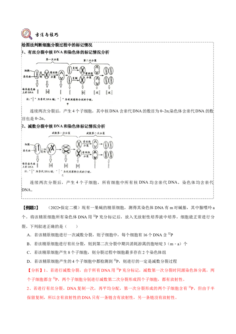 题型10构建模型，解减数分裂疑难问题（题型归纳）（解析版）_新高考复习资料_2023年新高考复习资料_二轮复习_技巧点拨备战2023年高考生物二轮题型复习讲解286731240