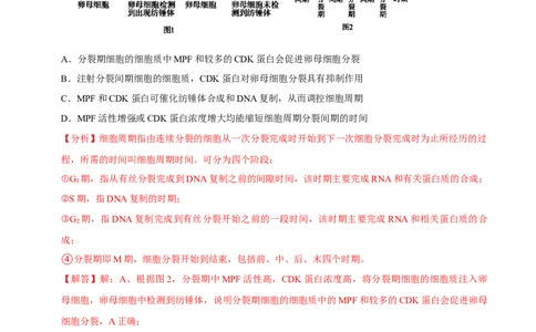 题型9与细胞周期有关的实验分析（题型归纳）（解析版）_新高考复习资料_2023年新高考复习资料_二轮复习_技巧点拨备战2023年高考生物二轮题型复习讲解286731240