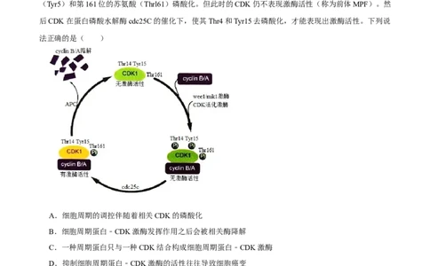 题型9与细胞周期有关的实验分析（题型归纳）（解析版）_新高考复习资料_2023年新高考复习资料_二轮复习_技巧点拨备战2023年高考生物二轮题型复习讲解286731240