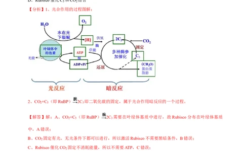 题型6从物质与能量视角探索光合作用（题型归纳）（解析版）_新高考复习资料_2023年新高考复习资料_二轮复习_技巧点拨备战2023年高考生物二轮题型复习讲解286731240