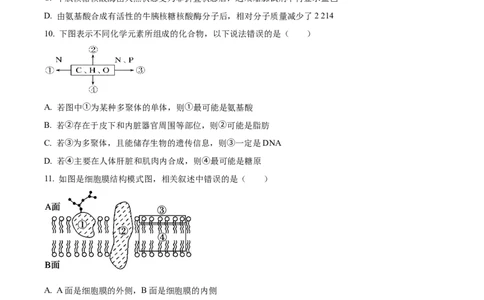 陕西省西安市部分学校联考2024-2025学年高一上学期11月期中生物试题Word版无答案_2024年11月试卷_1127陕西省西安市部分学校联考2024-2025学年高一上学期11月期中考试