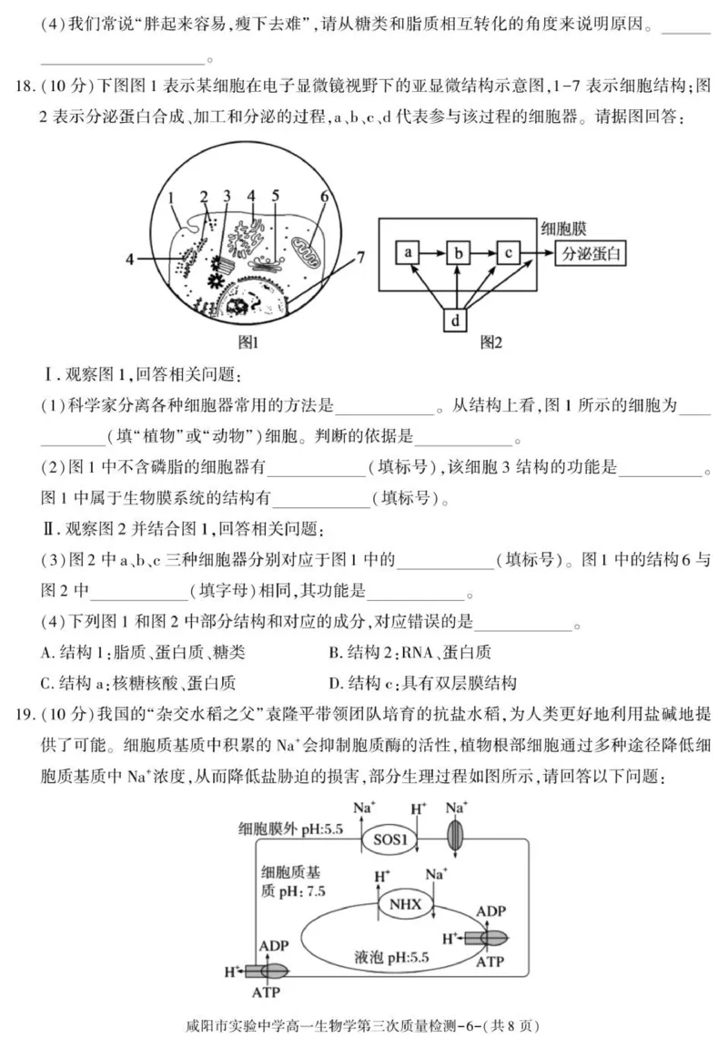 陕西省咸阳市实验中学2025-2026学年高一上学期第三次质量检测生物试卷_2026年01月高一试卷_260109陕西省咸阳市实验中学2025-2026学年高一上学期第三次质量检测（全）