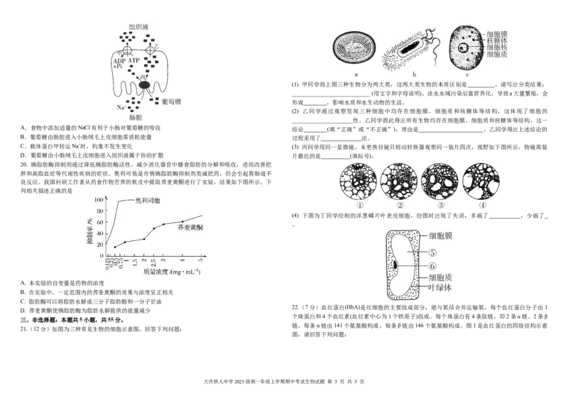 铁人中学2025级高一上学期期中考试生物试卷11.15_2025年12月高一试卷_251212黑龙江省大庆铁人中学2025-2026学年高一上学期期中考试（全）