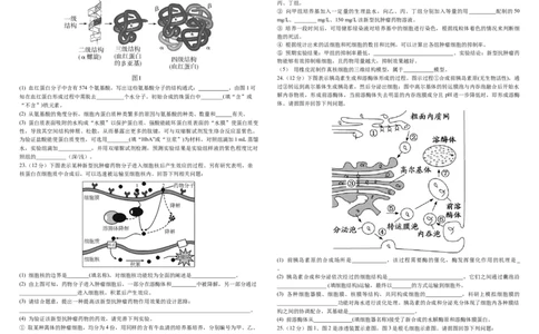 铁人中学2025级高一上学期期中考试生物试卷11.15_2025年12月高一试卷_251212黑龙江省大庆铁人中学2025-2026学年高一上学期期中考试（全）