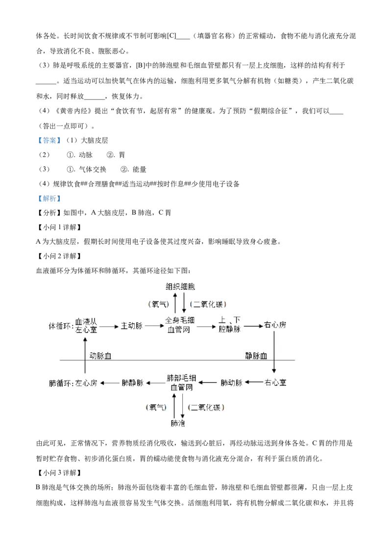 精品解析：2024年广西中考生物真题（解析版）_new_6生物中考复习_2025中考复习资料_中考真题（近三年）_2024年生物中考真题
