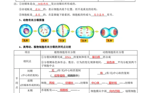题型8细胞生命历程的易错辨析（核心知识）（解析版）_新高考复习资料_2023年新高考复习资料_二轮复习_技巧点拨备战2023年高考生物二轮题型复习讲解286731240
