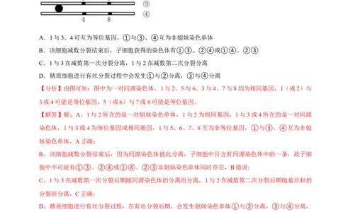 题型10构建模型，解减数分裂疑难问题（题型集训）（解析版）_新高考复习资料_2023年新高考复习资料_二轮复习_技巧点拨备战2023年高考生物二轮题型复习讲解286731240