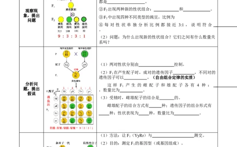 题型12基因的自由组合定律（核心知识）-技巧点拨备战2023年高考生物二轮题型复习讲解（原卷版）_新高考复习资料_2023年新高考复习资料_二轮复习