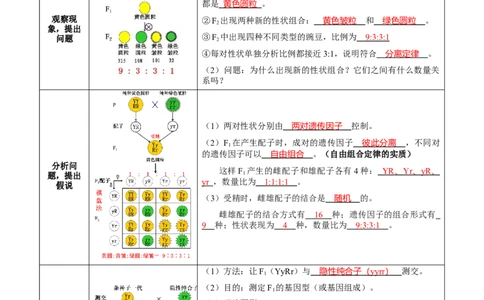 题型12基因的自由组合定律（核心知识）-技巧点拨备战2023年高考生物二轮题型复习讲解（解析版）_新高考复习资料_2023年新高考复习资料_二轮复习