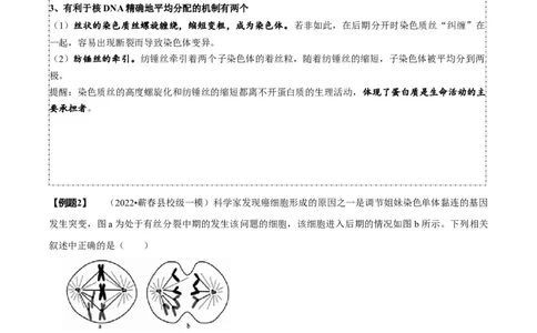 题型8细胞生命历程的易错辨析（题型归纳）（解析版）_新高考复习资料_2023年新高考复习资料_二轮复习_技巧点拨备战2023年高考生物二轮题型复习讲解286731240