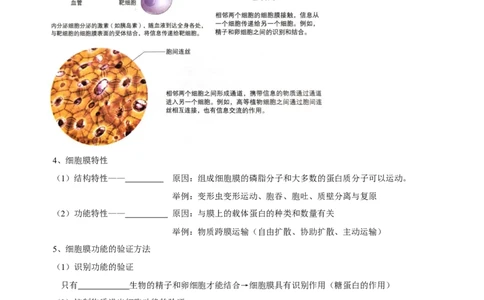 题型2细胞的结构与功能观（核心知识）（原卷版）_新高考复习资料_2023年新高考复习资料_二轮复习_技巧点拨备战2023年高考生物二轮题型复习讲解286731240
